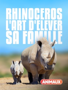 Animaux - Rhinocéros : l'art d'élever sa famille