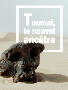 Toumaï, le nouvel ancêtre
