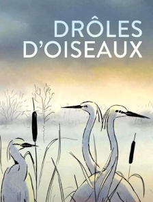 Drôles d'oiseaux