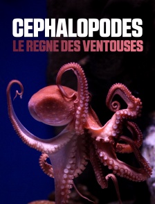 Céphalopodes : le règne des ventouses