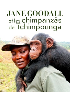 Jane Goodall et les chimpanzés de Tchimpounga