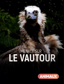 Animaux - Menace sur le vautour