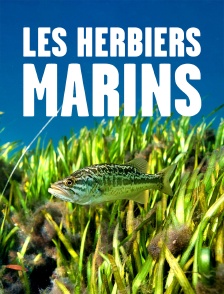 Les herbiers marins : Précieuses sources de vie
