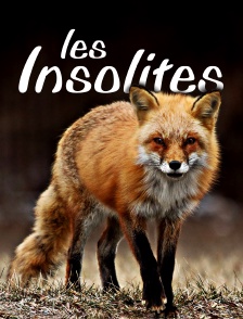 Les insolites