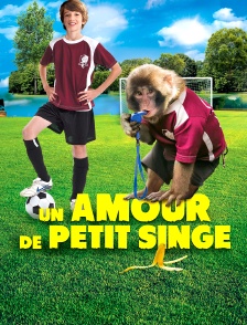 Un amour de petit singe