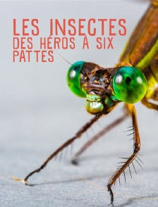 Les insectes, des héros à six pattes
