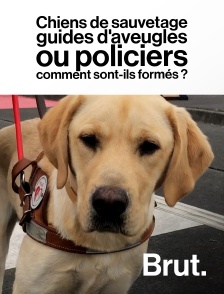 Brut - Chiens de sauvetage, guides d'aveugles ou policiers : comment sont-ils formés ?