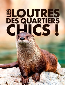 Les loutres des quartiers chics !