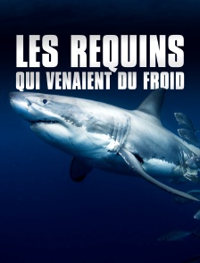 Les requins qui venaient du froid