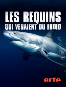 Arte - Les requins qui venaient du froid
