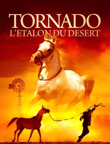 Tornado, l'étalon du désert