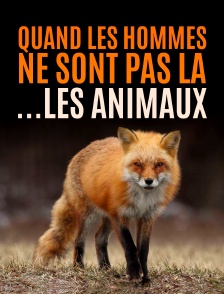 Quand l'homme n'est pas là... les animaux