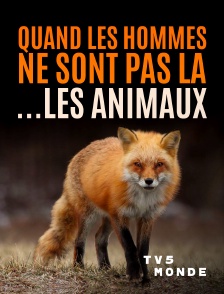TV5MONDE - Quand l'homme n'est pas là... les animaux