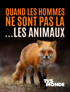TV5MONDE - Quand l'homme n'est pas là... les animaux