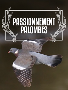 Passionnément palombes