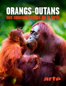 Arte - Orangs-outans, nos cousins rouges de la forêt