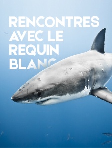 Rencontres avec le requin blanc