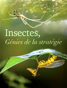 Insectes, génies de la stratégie