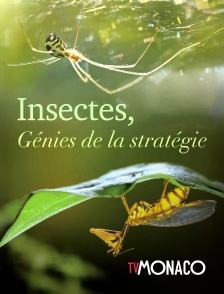 TV Monaco - Insectes, génies de la stratégie