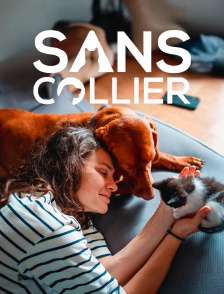Chiens et chats sans collier