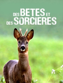 Des bêtes et des sorcières