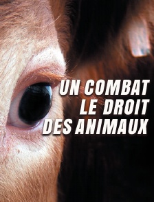 Un combat : le droit des animaux