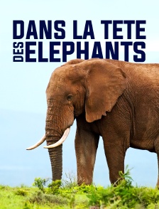 Dans la tête des éléphants