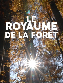 Le royaume de la forêt