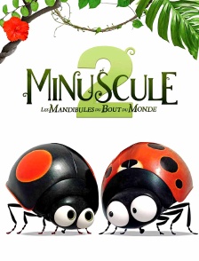 Minuscule 2 : Les mandibules du bout du monde
