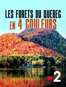 Les forêts du Québec en 4 couleurs