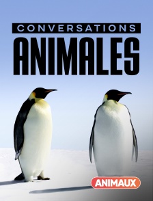 Conversations animales