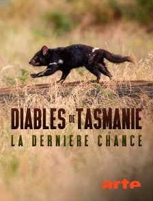 Arte - Diables de Tasmanie, la dernière chance