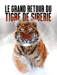 Le grand retour du tigre de Sibérie