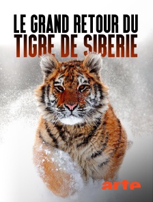 Arte - Le grand retour du tigre de Sibérie