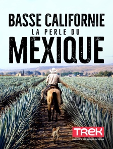 Basse Californie : la perle du Mexique