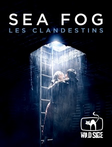 Wild Side TV - Sea fog : les clandestins