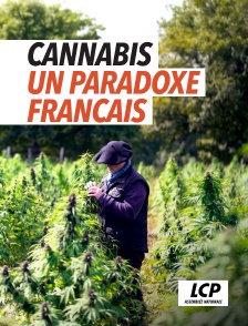 LCP 100% - Cannabis, un paradoxe français