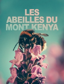 Les abeilles du mont Kenya