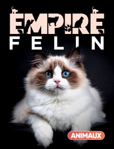 Empire félin