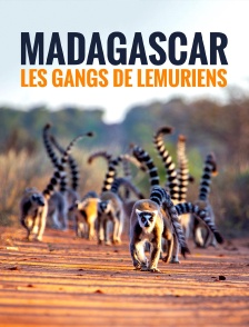 Madagascar : les gangs de lémuriens