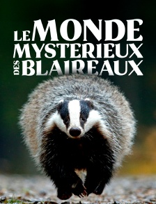 Le monde mystérieux des blaireaux