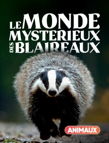 Le monde mystérieux des blaireaux