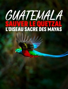 Guatemala : Sauver le quetzal, l'oiseau sacré des Mayas