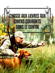Chasse aux lièvres aux chiens courants dans le Cantal
