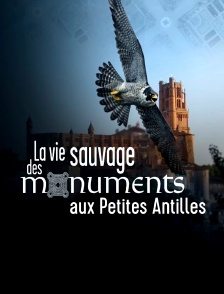 La vie sauvage des monuments aux Petites Antilles