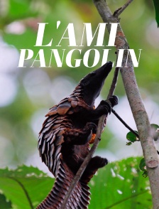 L'ami pangolin