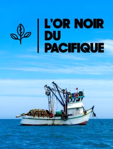 L'or noir du Pacifique