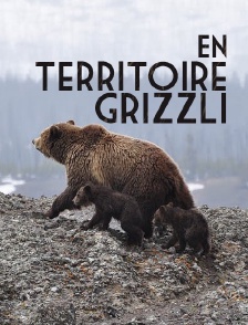 En territoire grizzli