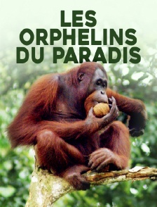 Les orphelins du paradis
