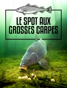 Le spot aux grosses carpes